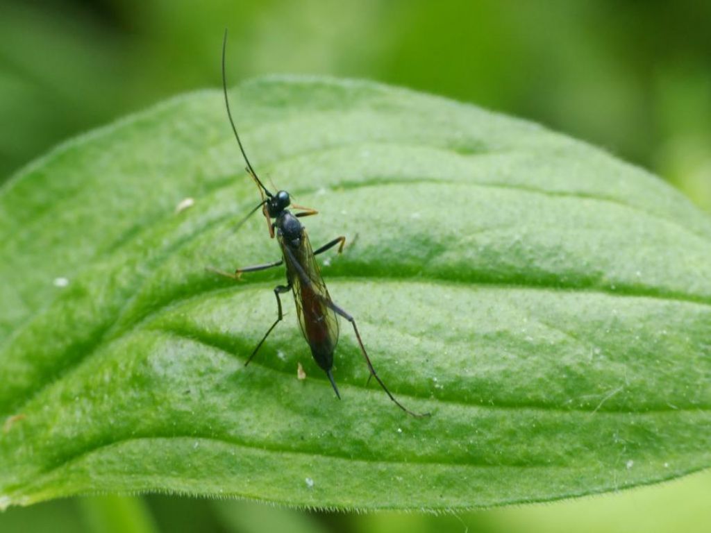 Ichneumonidae?